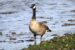 2-Bernache du Canada | Branta canadensis | Canada Goose